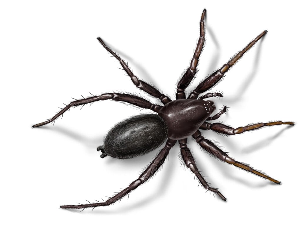 a black spider with hairy appendages and a similarly hairy abdomen