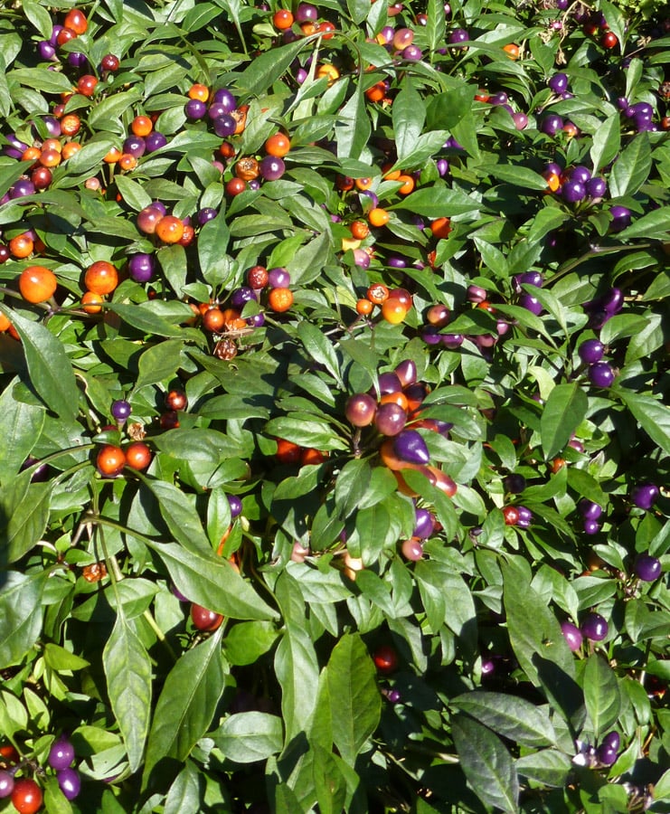 small ornamental peppers that range in color from orange to purple