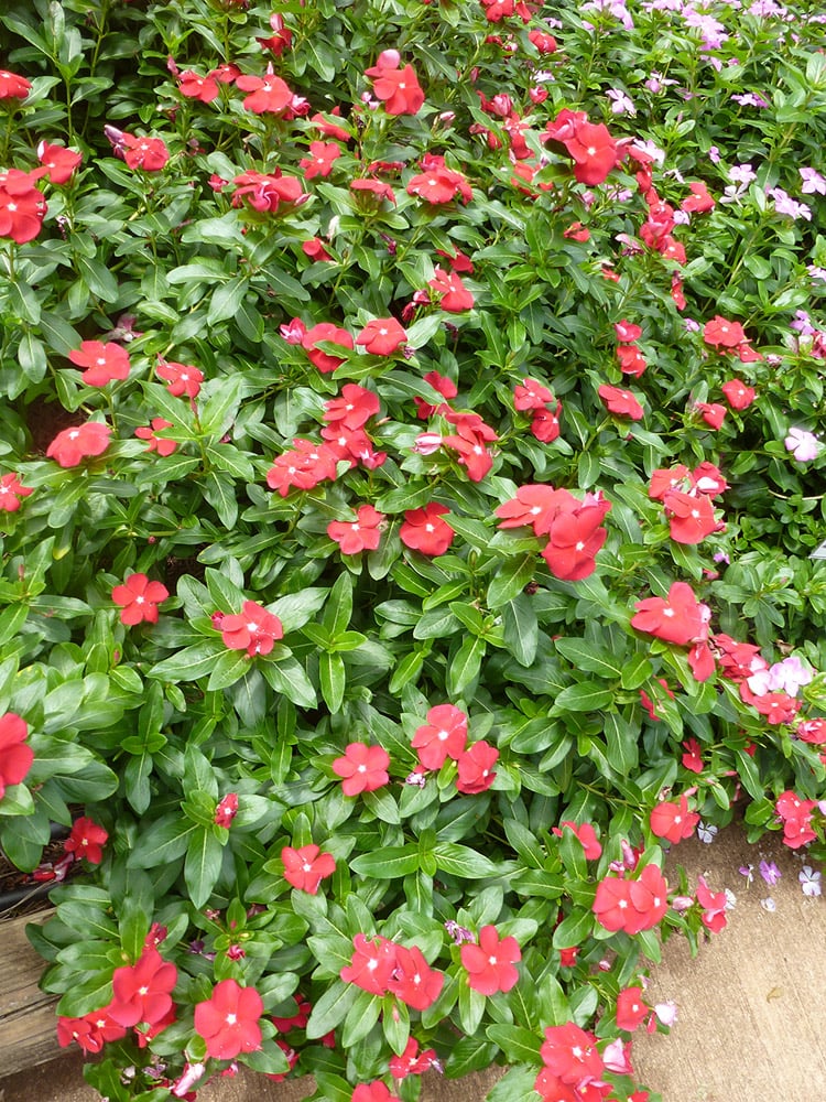 bright red flowers and medium-green foliage