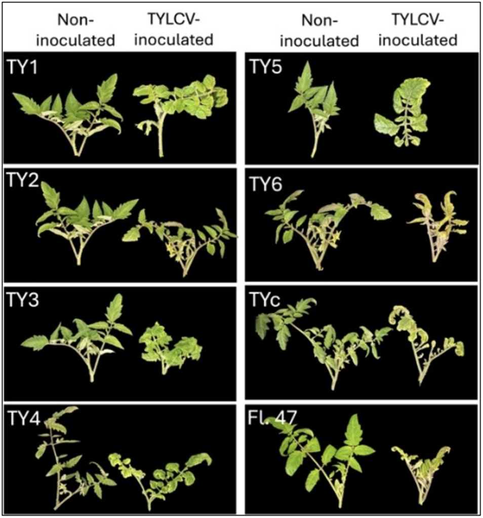 Composite image comparing tomato plants with and without Tomato yellow leaf curl virus (TYLCV) inoculation for FL 47 lines containing different Ty resistance genes. Eight paired panels labeled TY1, TY2, TY3, TY4, TY5, TY6, TYc, and FL47 show non-inoculated plants on the left and TYLCV-inoculated plants on the right against a black background. Non-inoculated plants generally appear healthy with green leaves and upright growth. TYLCV-inoculated plants show varying levels of disease symptoms including yellowing, curled leaves, stunted growth, and distorted plant structure. Severity differs among the Ty gene lines, illustrating phenotypic differences associated with each introgressed resistance gene.
