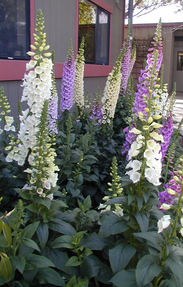 tall spikes of flowers that range from white to purple