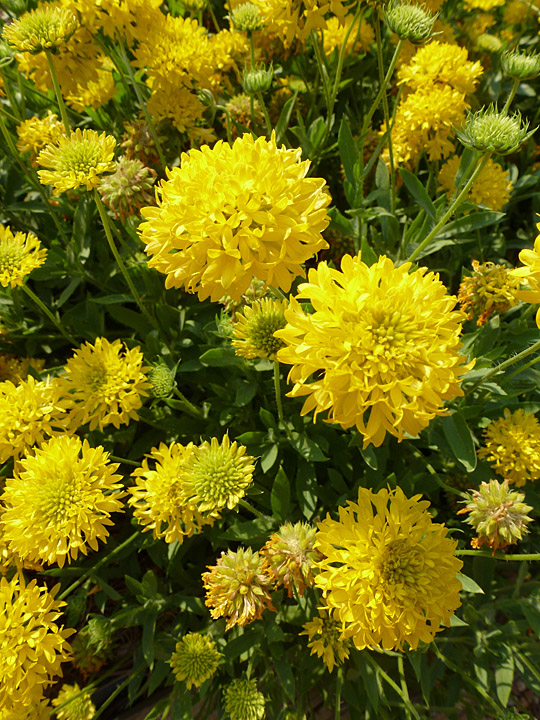 bright yellow, pom-pom like flowers