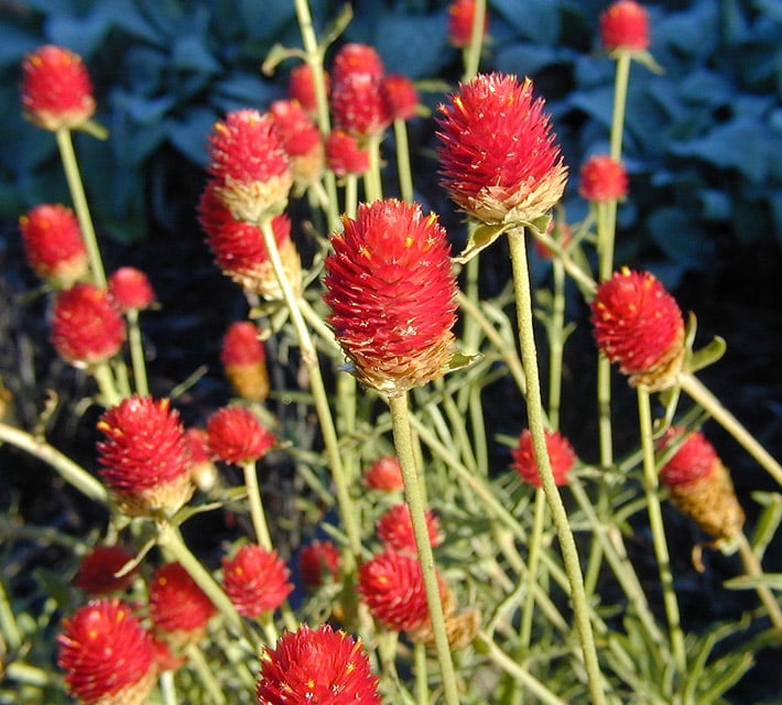 bright red flowers that look like wild raspberries