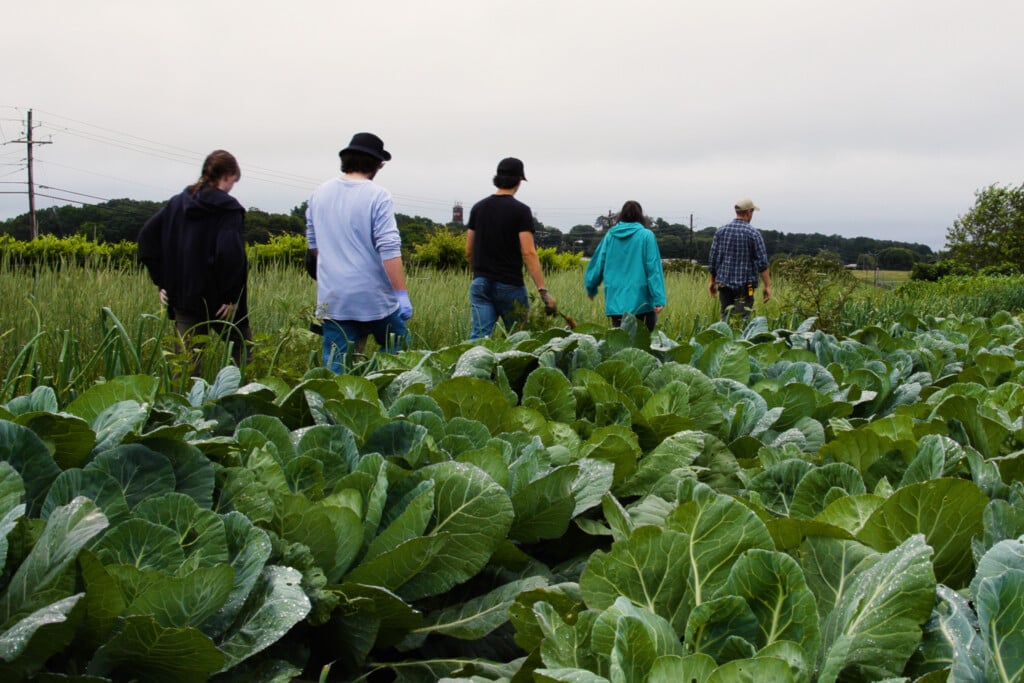 students in a field of lettuce