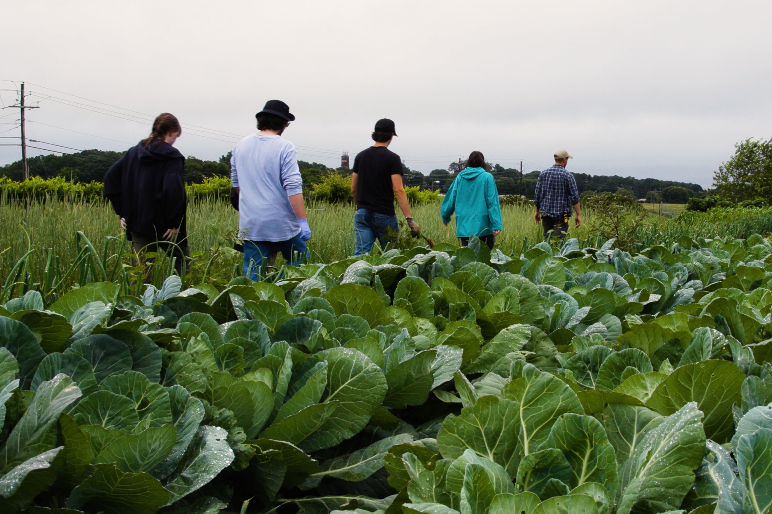 students in a field of lettuce