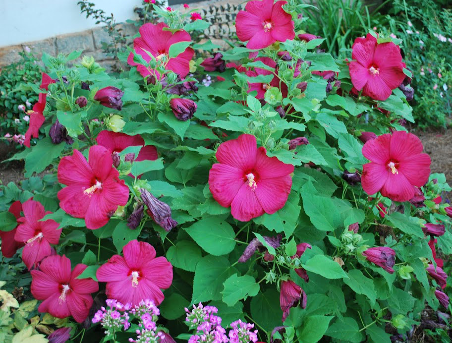 large hot pink flowers with yellow stamens