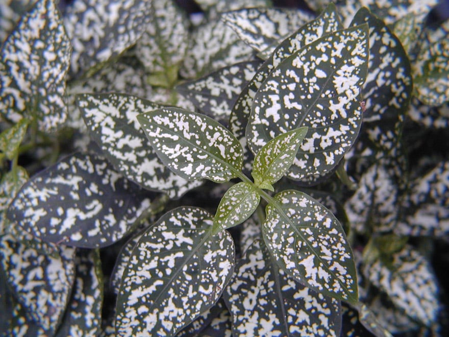 foliage with a lot of patterned variation from white to deep green