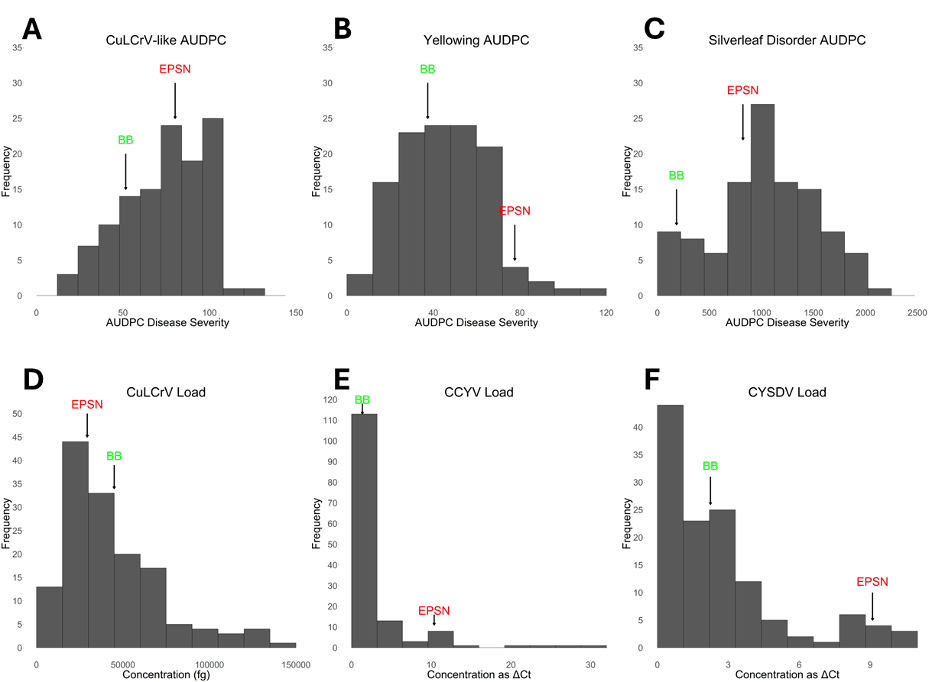 Six-panel figure showing the distribution of disease symptoms and virus loads among F2 progeny from a cross between yellow squash cultivar ‘Early Prolific Straightneck’ and zucchini squash cultivar ‘Black Beauty’ grown in fall 2024 at Hort Hill Farm in Tifton, Georgia.
Panel A shows the distribution of Cucurbit leaf crumple virus (CuLCrV)-like disease severity scores among progeny.
Panel B shows variation in leaf yellowing severity.
Panel C displays the distribution of silverleaf disorder symptoms.
Panel D presents CuLCrV viral load measurements among plants.
Panel E shows Cucurbit chlorotic yellows virus (CCYV) load distribution.
Panel F shows Cucurbit yellow stunting disorder virus (CYSDV) load distribution.
Across all panels, the progeny exhibit a broad range of symptom severity and virus accumulation, indicating substantial segregation for disease response traits within the F2 population.