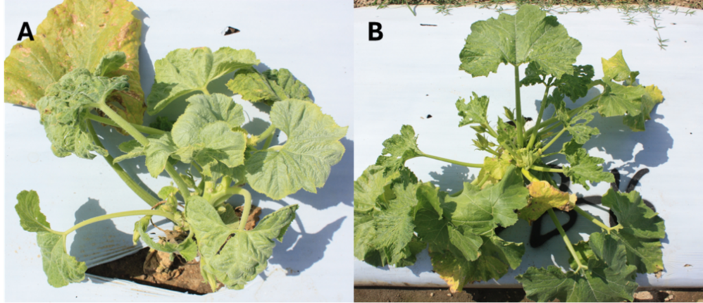 Two species of yellow squash are featured in this two-image panel.The plants have long stems and broad, large leaves.