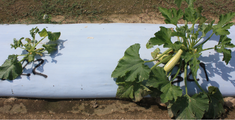 a photo of two plants, the one on the left significantly diminished by comparison
