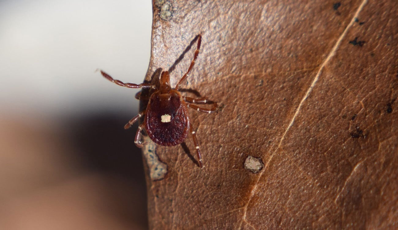 Lone star tick on browned leaf