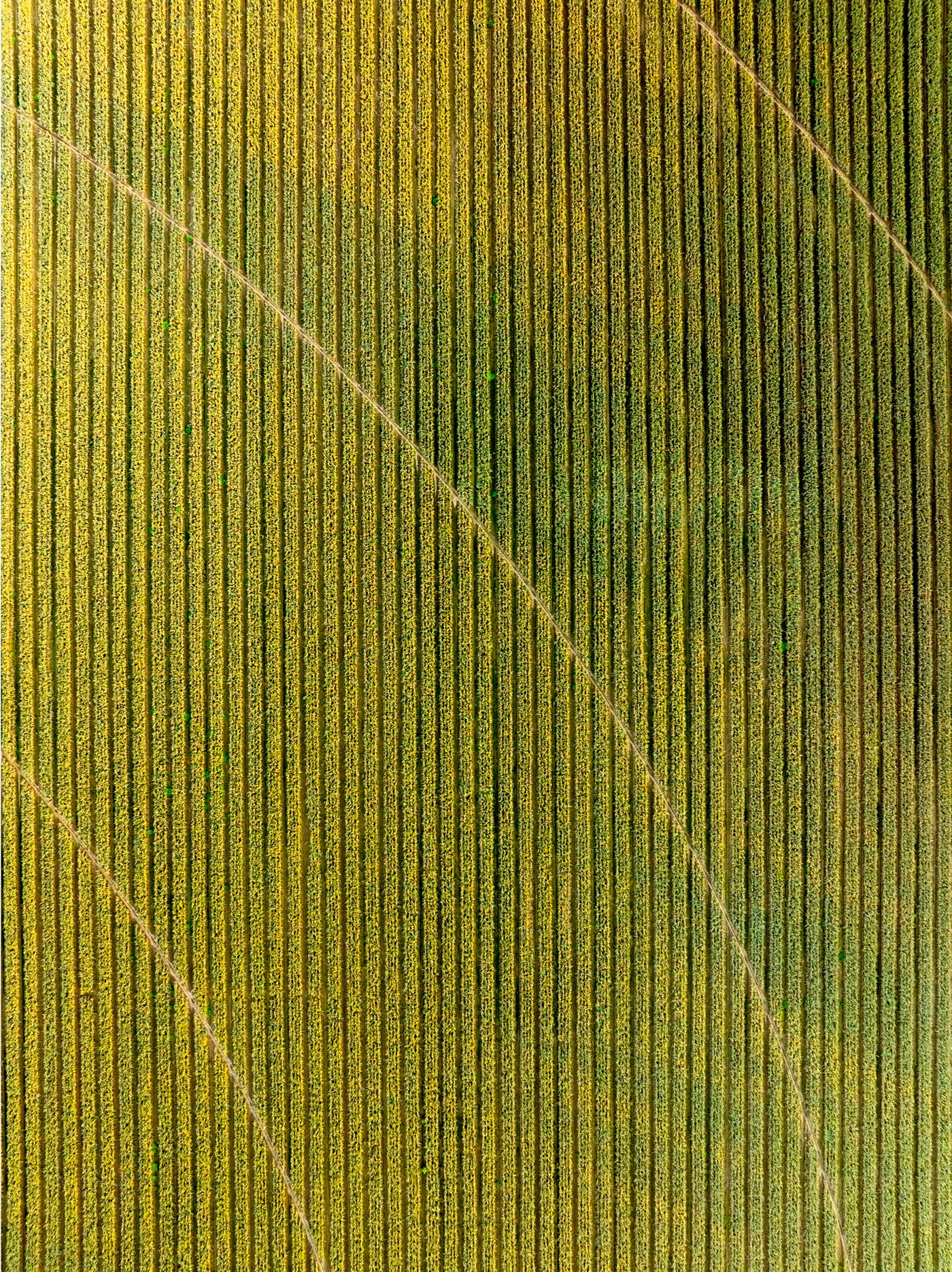 Aerial view of an onion field