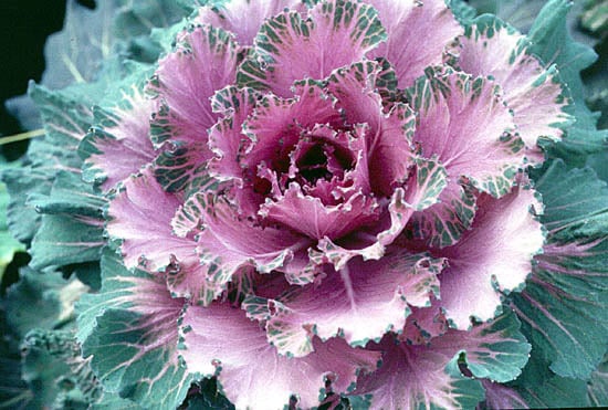 frilly ornamental kale leaves in pink and green