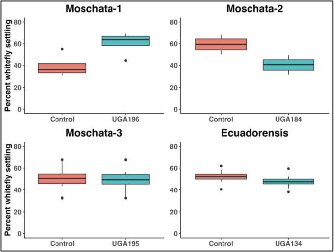 Four box-and-whisker plots comparing percent whitefly settling between control plants and experimental UGA breeding lines across four squash groups: Moschata-1, Moschata-2, Moschata-3, and Ecuadorensis.