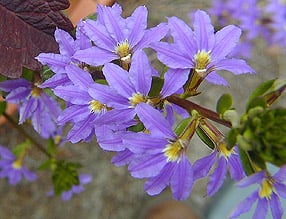 bright purple flowers