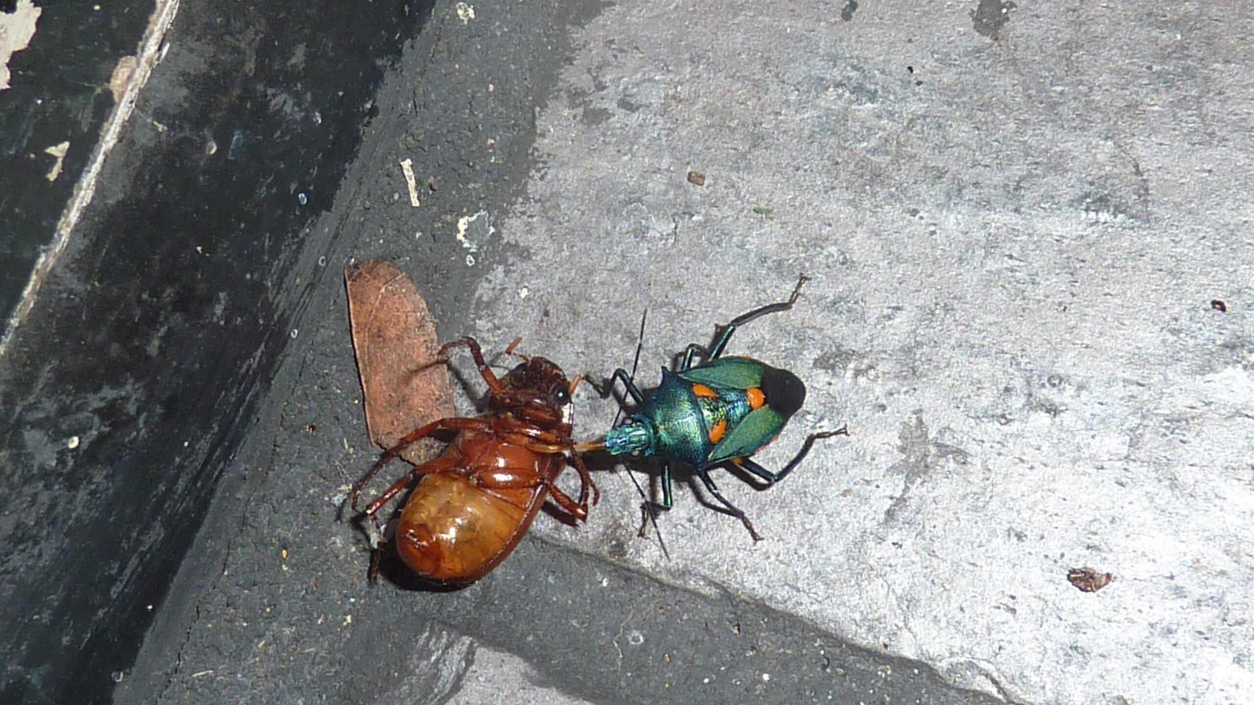 Iridescent teal and orange bug