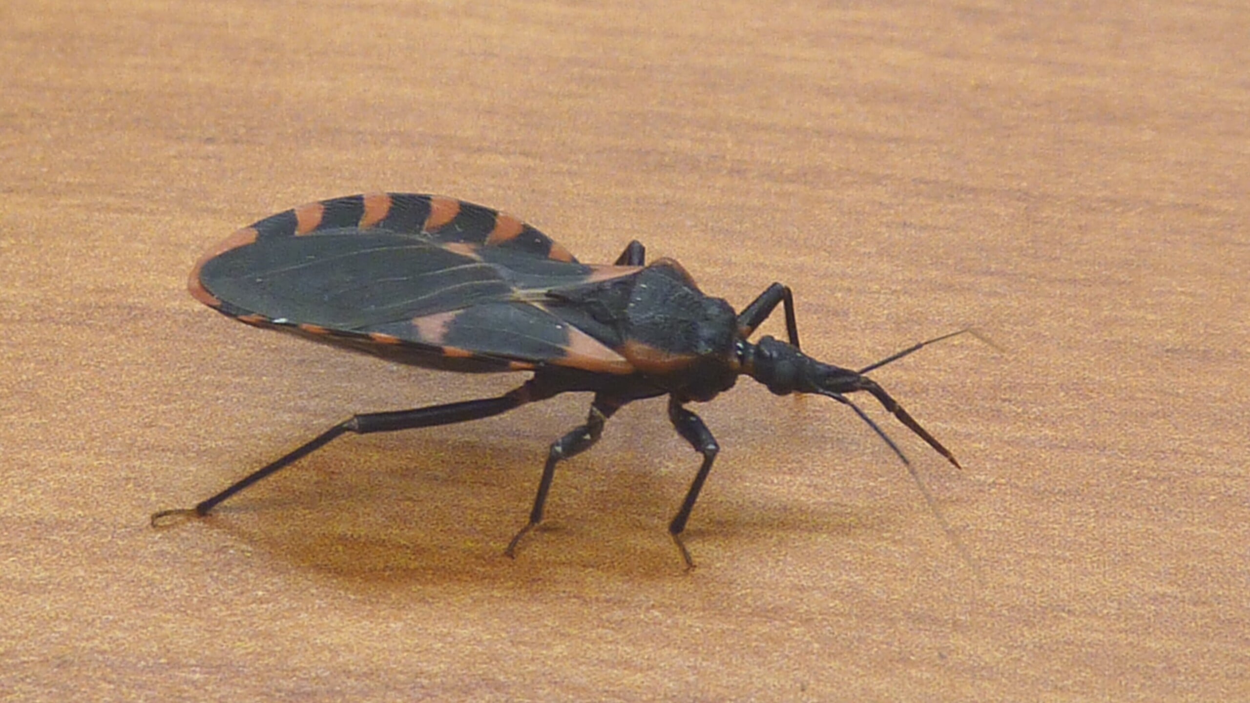 flat-bodied black and orange bug with a long nose