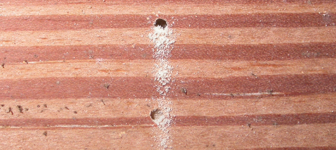 two small holes in wood with wood dust pouring out