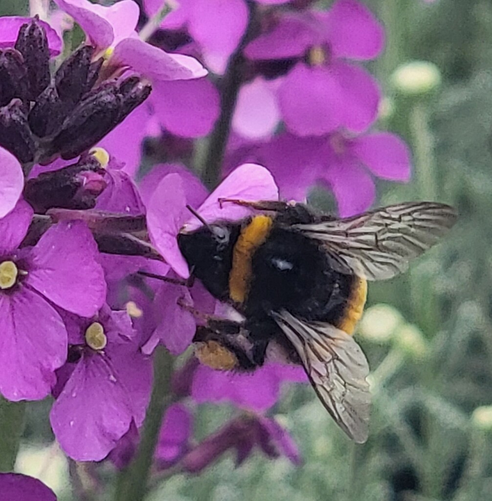 In this photo, another bee is seen eagerly inserting its face into an open bloom of a purple flower.