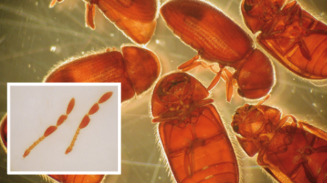 Several orange pill-shaped beetles