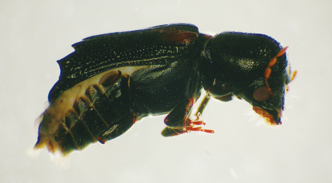Black bug with small orange antennae