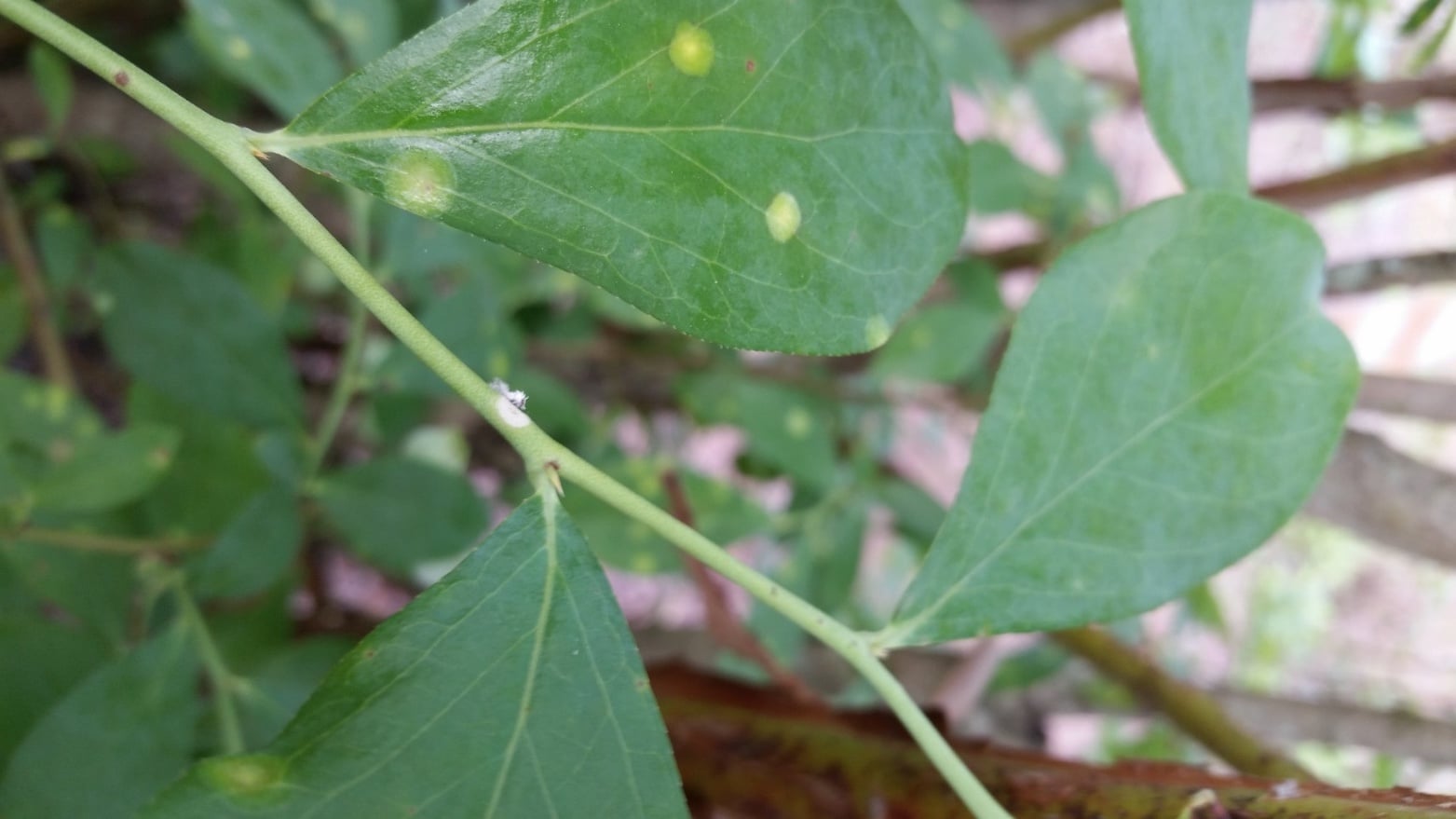 green leaves with white spots
