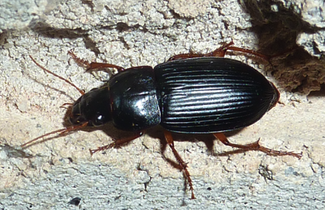 Three-segmented black beetle with brown legs