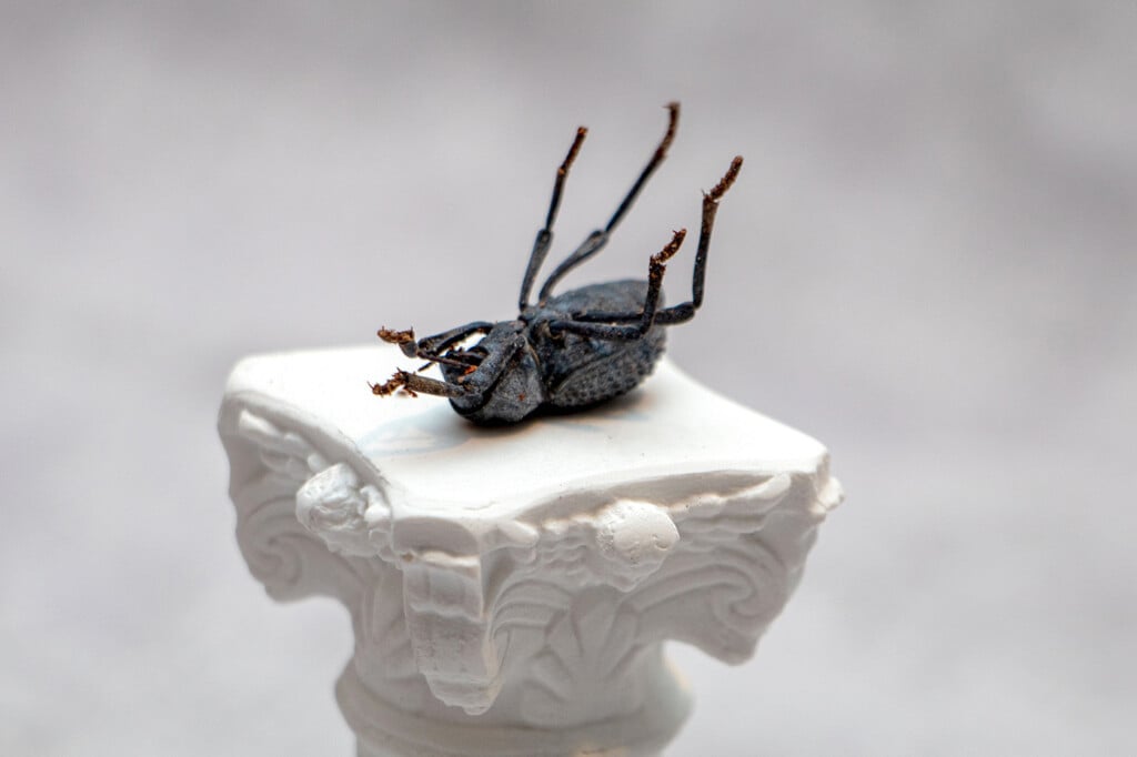 Small blue beetle lays supine on a Roman-style column