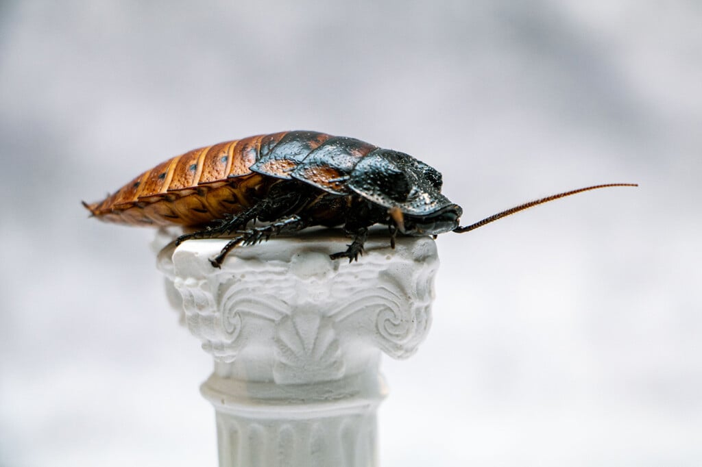 A Madagascar Hissing Cockroach with one antennae shorter than the other perches on a Roman-style column