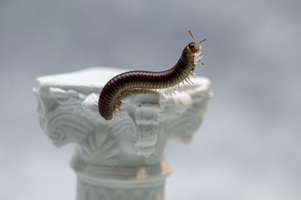 A millipede drapes gracefully over a Roman-style column