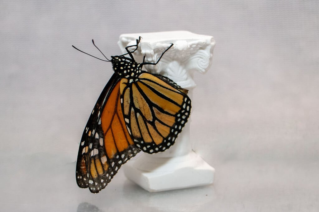 A Monarch butterfly hangs from a Roman-style column