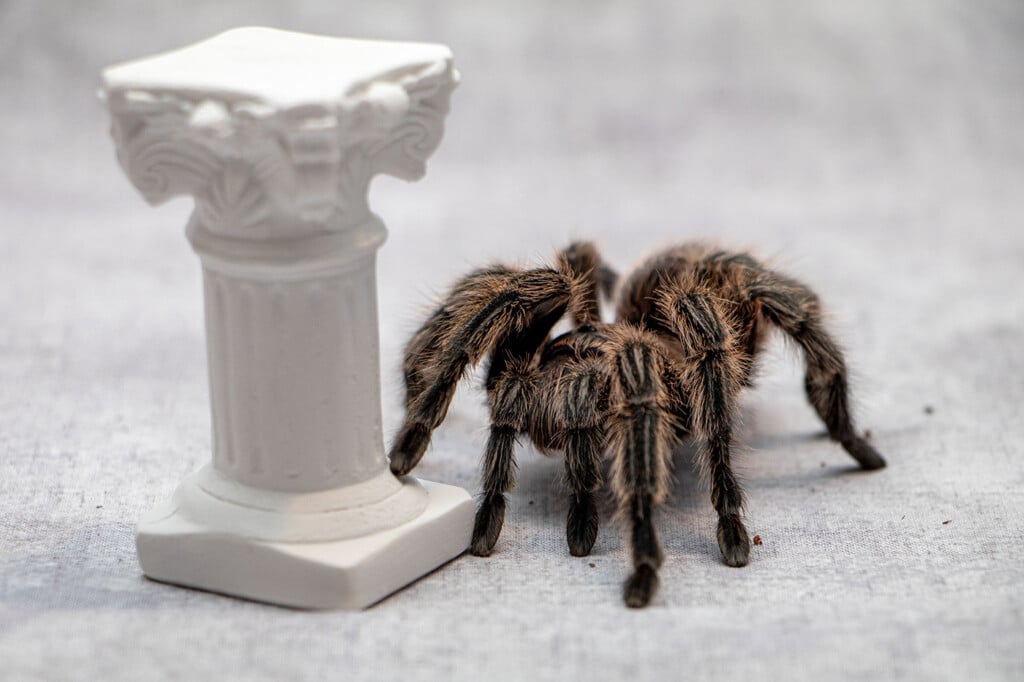Brown tarantula places a foot on the base of a Roman-style column