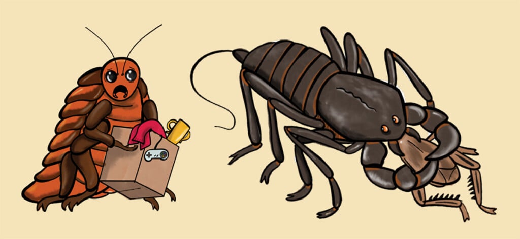 Cartoon of a Madagascar hissing cockroach carrying a moving box, looking askance at a vinegaroon eating another insect