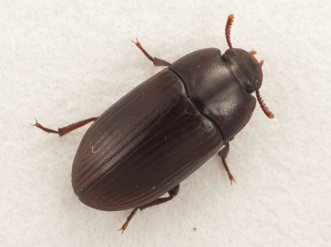 Brown oblong beetle