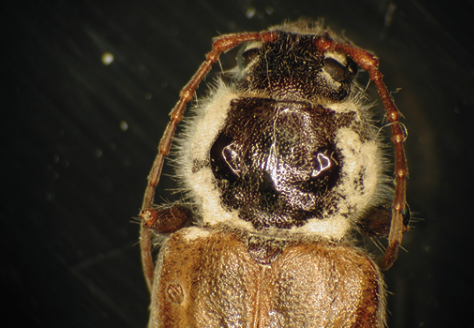 Closeup of head and upper thorax of an adult old house borer beetle. The antennae fall to the sides of the beetle, and the upper thorax is covered in whitish hairs. 