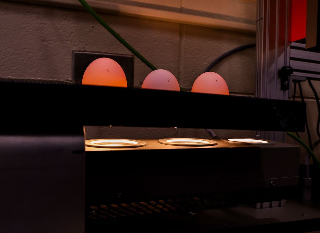 Three eggs are illuminated in the Precision Detect device