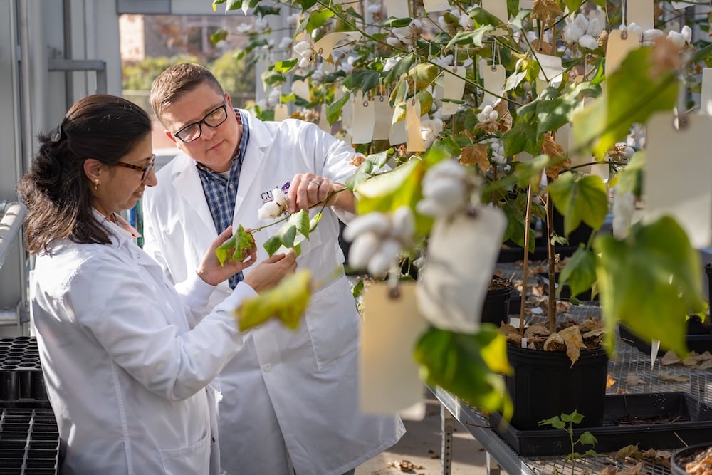 Researchers wearing lab coats are looking at cotton plants that are growing in a greenhouse setting.