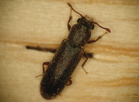 oblong dark brown bug