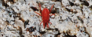 Velvet mites are completely red, with round hairy bodies.