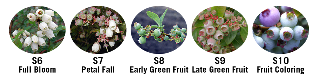 a series of photos depicting the sixth through tenth development phases of a blueberry, they are: Full bloom, petal fall, early green fruit, late green fruit, fruit coloring.