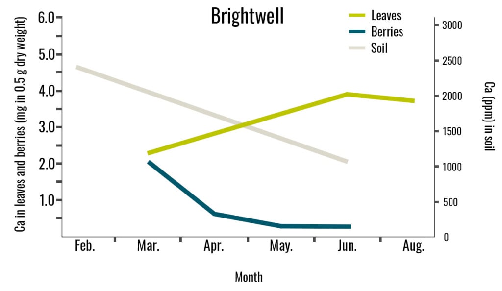 In this line graph, a Brightwell cultivar's leaves, berries, and soil calcium concentrations are compared through the late stages of blueberry growth.