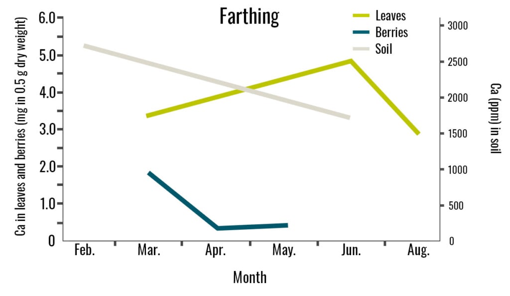 In this line graph, a Farthing cultivar's leaves, berries, and soil calcium concentrations are compared through the late stages of blueberry growth.