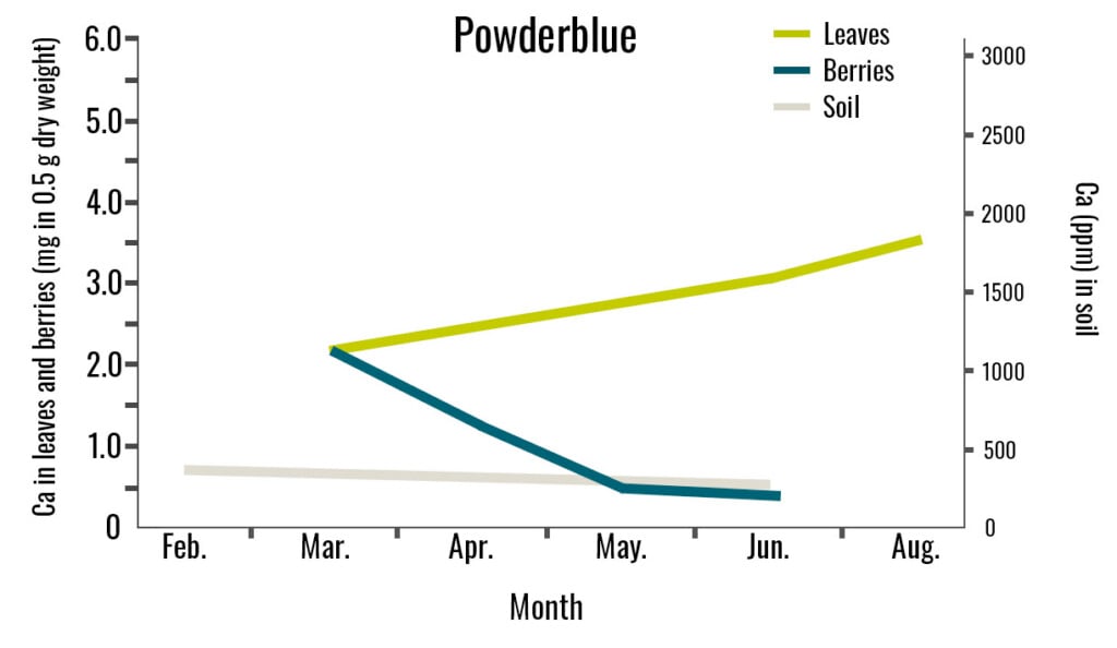 In this line graph, a Powderblue cultivar's leaves, berries, and soil calcium concentrations are compared through the late stages of blueberry growth.