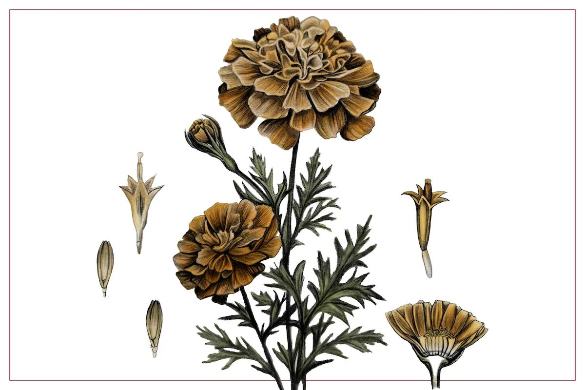 Illustration of several life stages and plant parts of the common marigold.