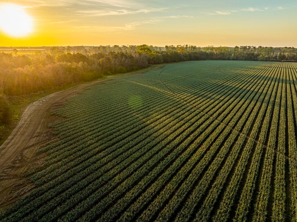 Aerial view of hundreds of rows of densely planted onions edged by a dirt road and trees.