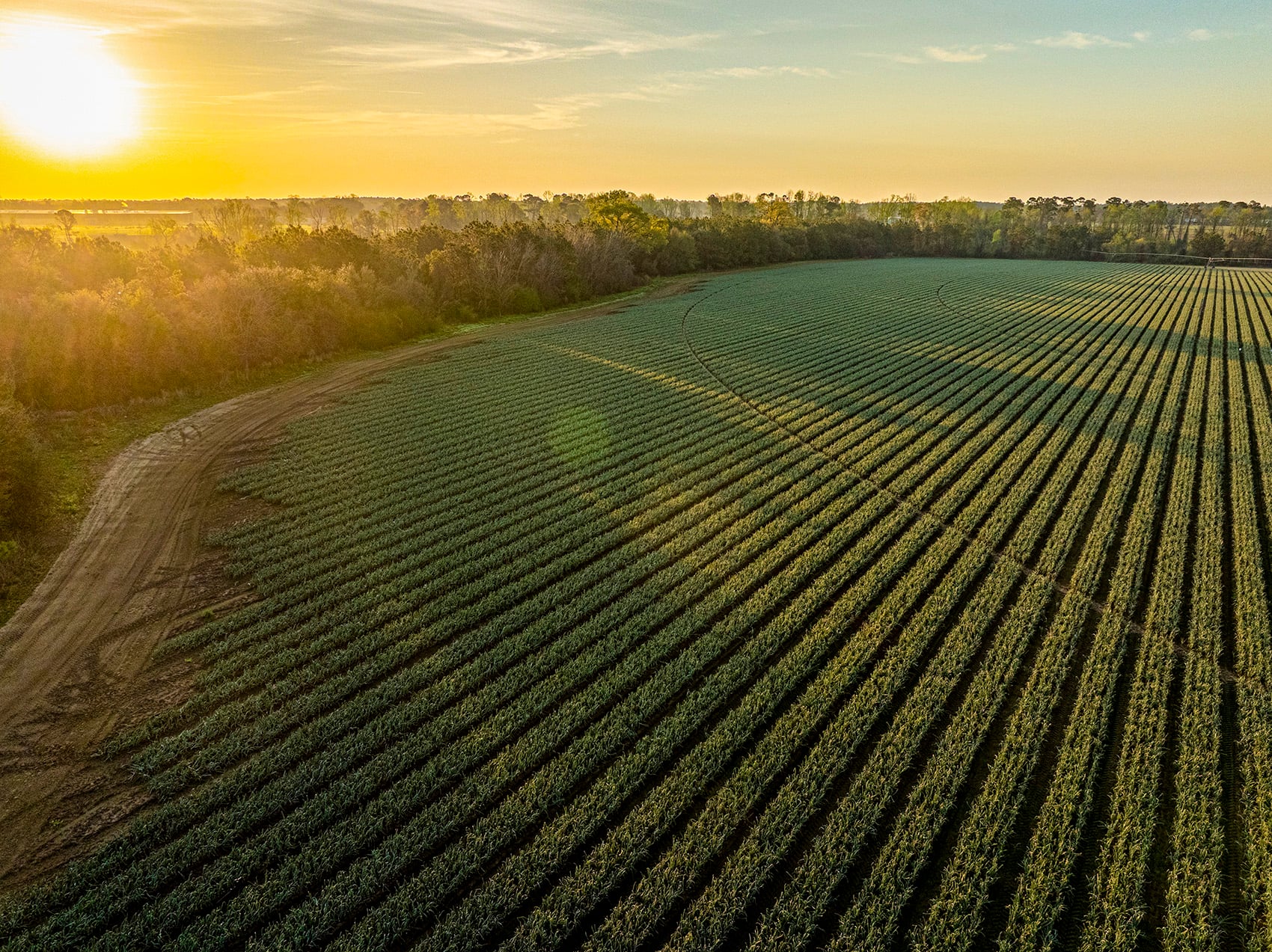 Aerial view of hundreds of rows of densely planted onions edged by a dirt road and trees