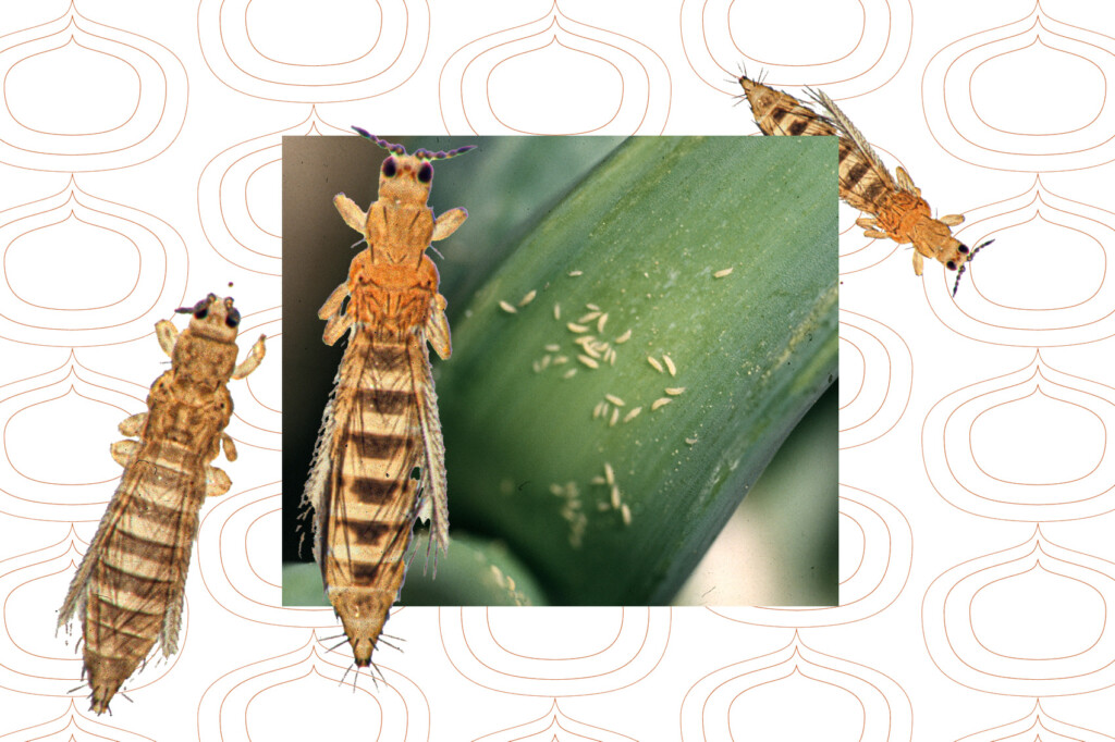 Composite image showing tiny thrips on an onion stalk with a magnified photo showing the insects' striped bodies and hairs