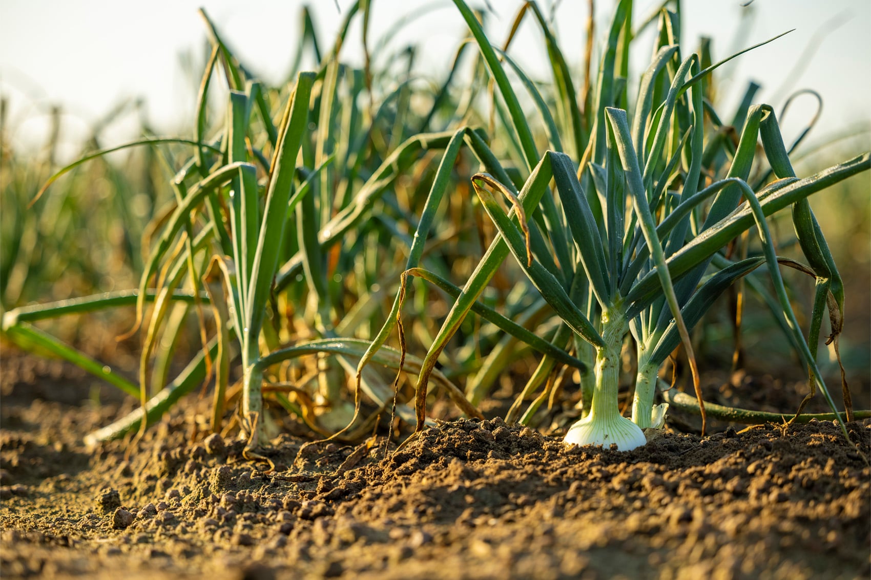 UGA researchers work with Georgia farmers to protect Vidalia onion quality and sustainability