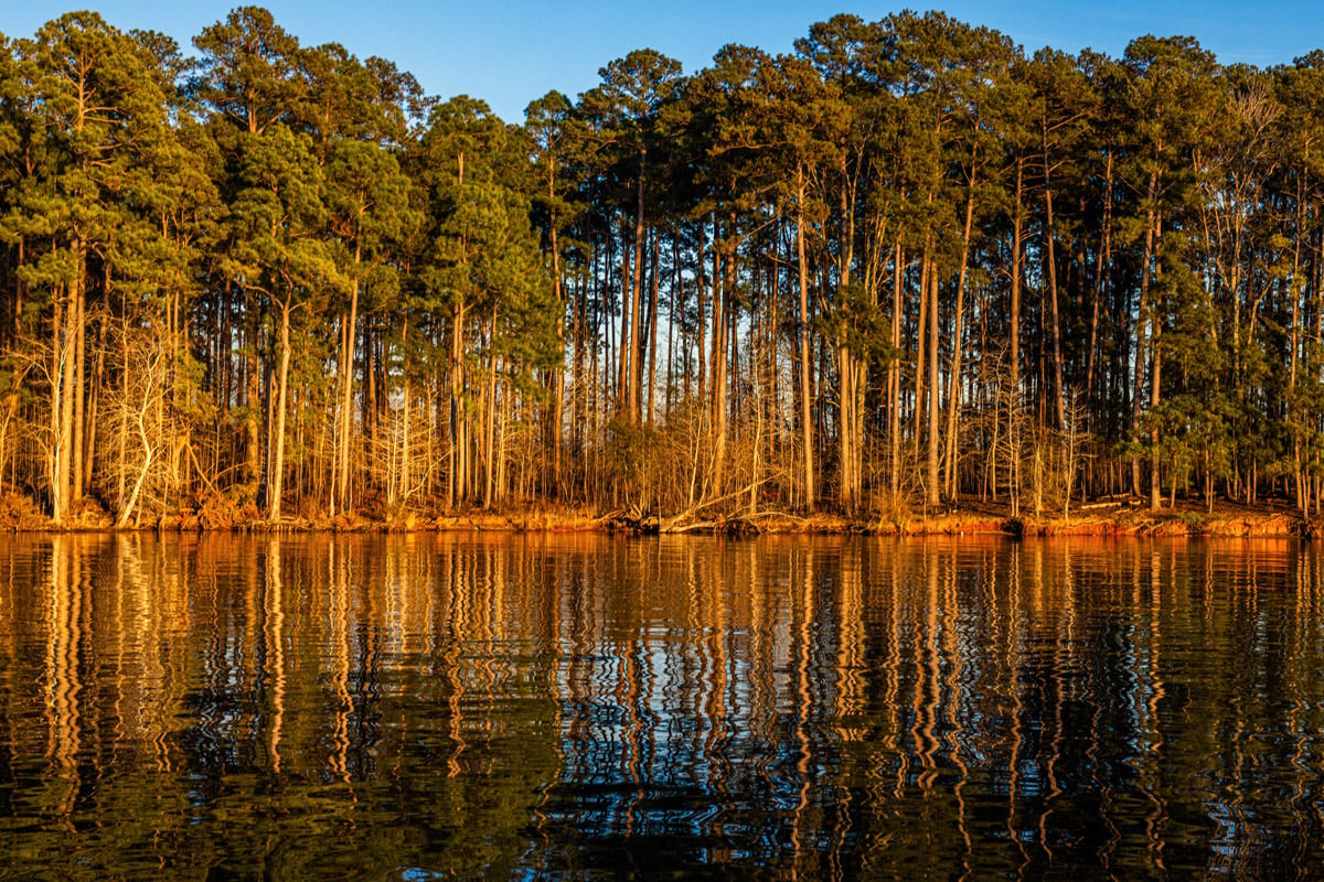 pine trees lit by a warm glowing low-angle sun are reflected on the surface of a lake