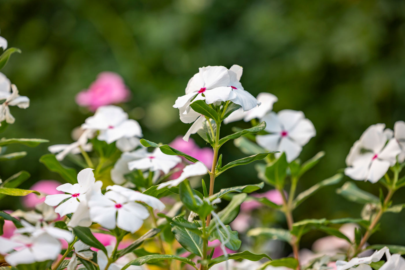 White and pink flowers